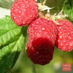 Фото Ілюзія