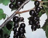 Фото Бердчанка