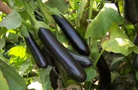 Фото Самурай F1 / Samurai F1