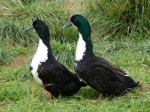 Чорна білогруда