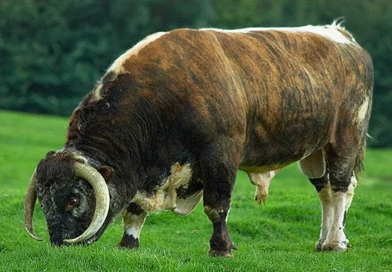 Англійський Лонгхорн