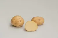 Фото Альбатрос / Albatros