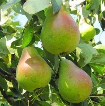 Зимова Млієвська