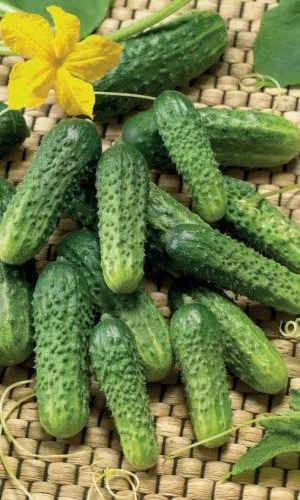 Матрьошка F1