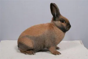 Тюрінгський