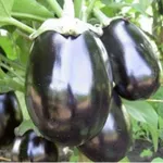 Фото Містрал F1 / Mistral F1