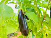 Фото Рома F1