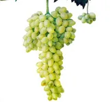 Фото Аскері