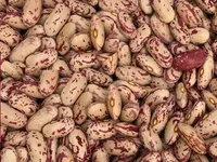 Фото Продаж квасолі з доставкою. Пакет супровідних документів.