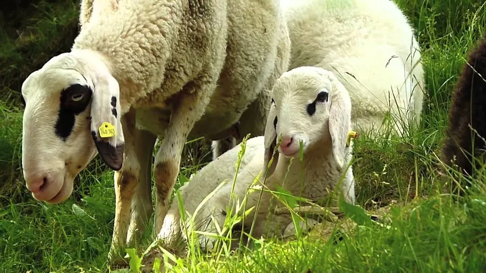 Єзерско Солкава (Jezersko-Solcava)