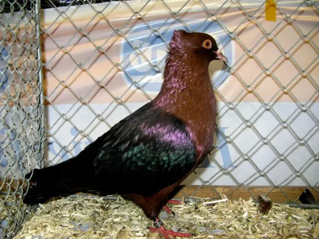 Архангельський снігур