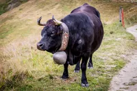 Фото Ерингерська