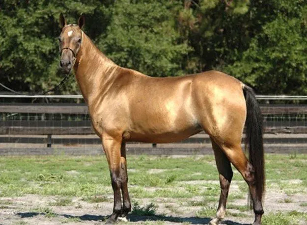 Ксілінгол (Xilingol)