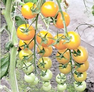 Золота намистинка F1