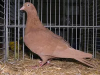 Фото Бельгійський турман