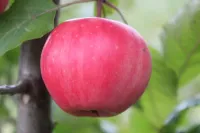 Фото Лолліпоп | Redlove Lollipop