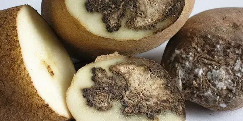 Суха фузаріозна гниль картоплі