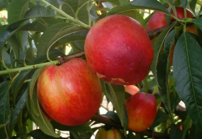 Краснодарець