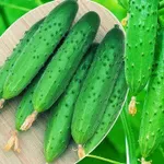 Фото Олімпіада F1