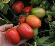 Фото Денар / Denar