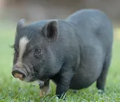 Фото Мукота (Макота, Mukota)