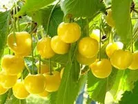 Фото Дачниця