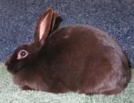 Фото Гавана