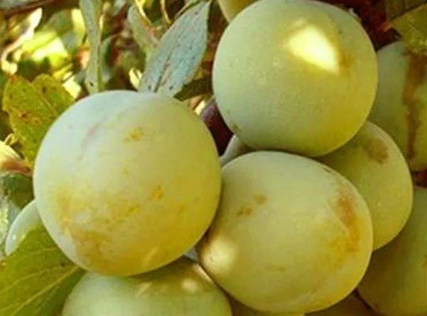 Ренклод зелений