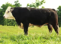 Фото Херефорд Чорна (Герефордська Чорна)