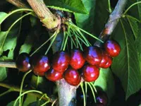 Фото Червнева рання