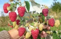 Фото Метеор