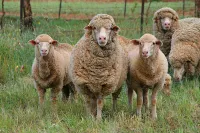 Фото Пол Меріно (Poll Merino)