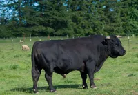 Фото Декстер (Dexter)