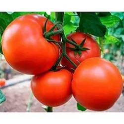 Сорти помідорів Бостина F1