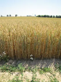 Сорти злакових Аранка