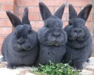 Фото Віденський блакитний