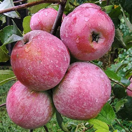 Пам'ять Ульяніщева