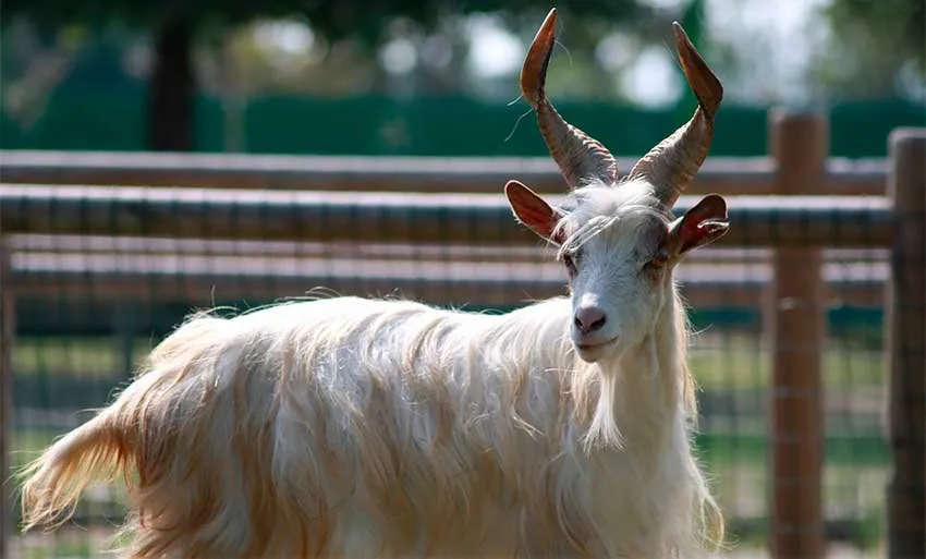 Гіргентана