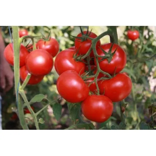 Хітомакс F1 / Hitomax F1