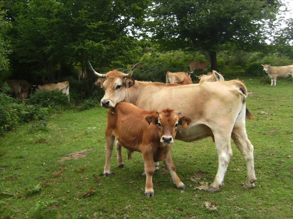 Астурійська долинна