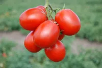 Фото Стелла Ред F1