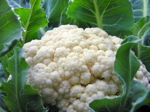 Снігова королева