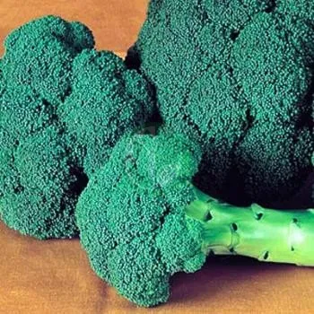 Міледі F1 / Milady F1