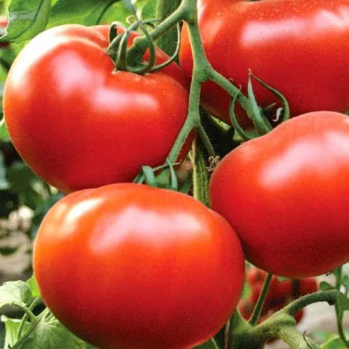 Цельсус F1 / Celzus F1