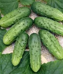 Фото Посол F1