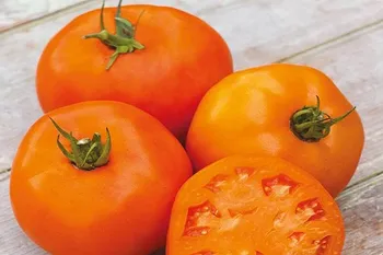 Сорти помідорів Оранж / Oranze