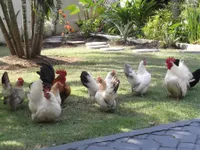 Фото Шабо (Японська Бентамка)