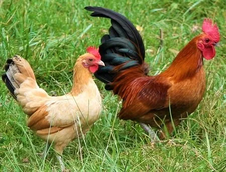 Нанкінська