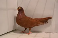 Фото Клузький турман