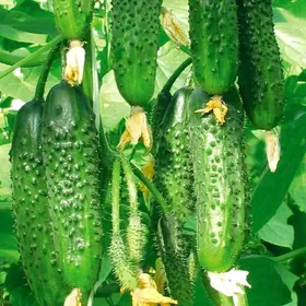 Сорти огірків Королівський F1